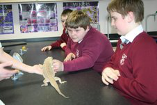 pupils meet baby lizard