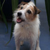 Toffee the terrier, up for adoption at Mayhew Animal Home, who will be distributing information at Pet Blessing