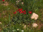 wild flowers in the South Hebron Hills