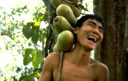 Penang man collects forest fruit