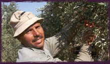 Harvesting olives