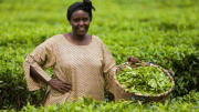 Jenifer on the Chamrai tea estate