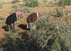 Palestinian farmers prayer in an olive grove which was destroyed earlier this year by the Israelis in Khoruba.