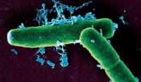 Anthrax bacteria source: CD