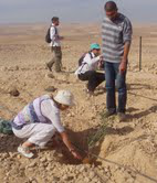 Pax Christi member, Margaret Scally plants olive sapling.