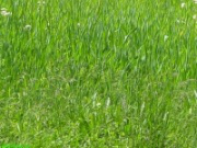 green meadow Norfolk ICN
