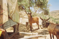 Horses and donkeys are kept tethered and ridden by the boys when they are herding sheep and goats. (Taken by Hend, the mayor's daughter, aged 13)