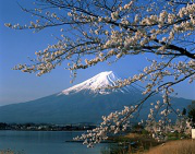 Mount Fuji with cherry blossom - ICN