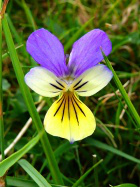Wild Pansy - or Trinity Violet