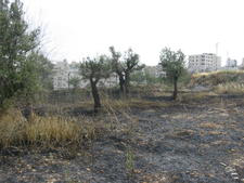 scorched remains of 1,00 year-old trees