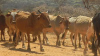 Tens of thousands of cattle have already died in Borena, Ethiopia [CAFOD]