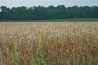 wheatfield with darnel
