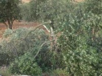 Olive trees broken  by settlers in the same area in May this year.