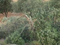 Olive trees broken by settlers in the same area in May this year.