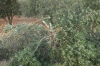 Olive trees broken  by settlers in the same area in May this year.