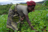 Kabuo Basugha, weeding her bean farm on a project supported by CAFOD