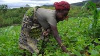 Kabuo Basugha, weeding her bean farm on a project supported by CAFOD