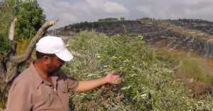 Farmer examines damaged crop - B'Tselem