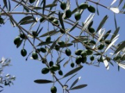 olive branch - Wiki images
