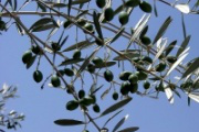 olive branch - Wiki images