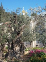 Garden of Gethsemane - Wiki 