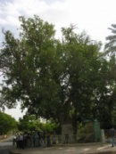 Zacchaeus' tree, Jericho