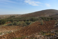 At Tuwani: Only tree stumps remain in former olive grove