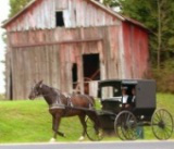 Holmes Co Amish buggy - Wiki 
