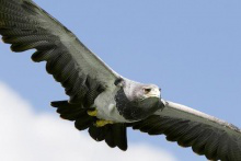 Grey Buzzard Eagle over Duncombe Park