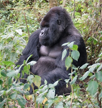 Rare Mountain Gorilla - Wiki images