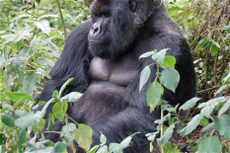 Rare Mountain Gorilla - Wiki images