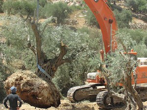 Army bulldozer uproots 1,000 year old olive tree