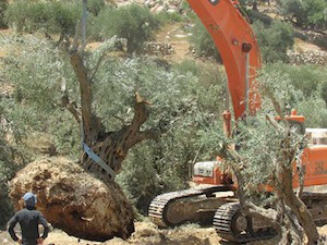 Army bulldozers uproot 1,000 year old olive trees