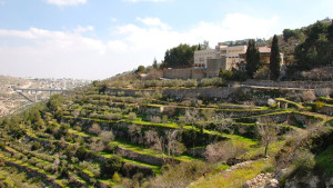 Ancient terraces under threat