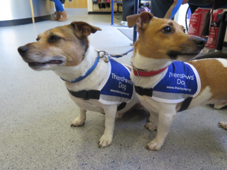 Therapaws Harley and Oscar 