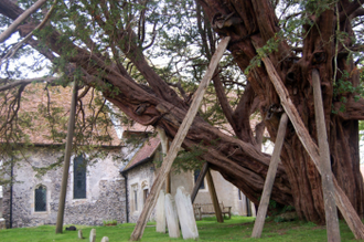 A yew in St Mary and St Peter's church in Wilmington, East Sussex