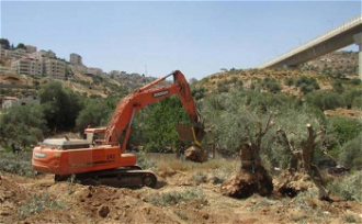 Olive Trees Uprooted in Cremisan Valley