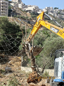 Bulldozers destroy ancient olice grove