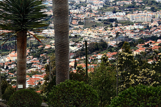 Funchal,  Wiki image  by Hedwig Storch