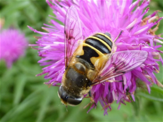 . Hoverfly on Knapweed by Judith Allinson 