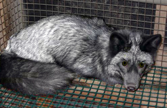 Caged Silver Fox - Wiki image