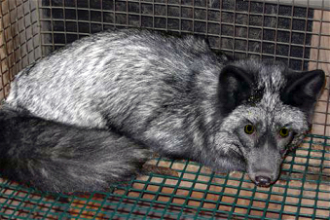 Caged Silver Fox - Wiki image