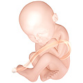 Baby at 40 weeks - Wiki image