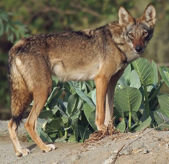 Arabian Wolf in Jordan, Wiki image by Ahmad Qarmish12