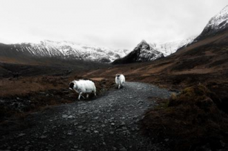 Two sheep in mountains - image: Jack Cairney