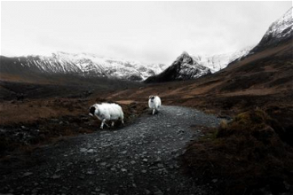 Two sheep in mountains  - image:  Jack Cairney