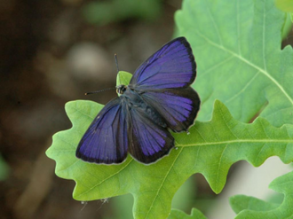 Purple Hairstreak