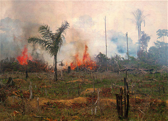 Burning rainforest - image NASA