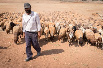 Shepherd herds his flock in Jordan Valley on West Bank. Photo: Albin Hillert/WCC