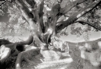 The Moreton Bay Fig, Photographed by Beth Moon, 2012, © Beth Moon, all Rights Reserved